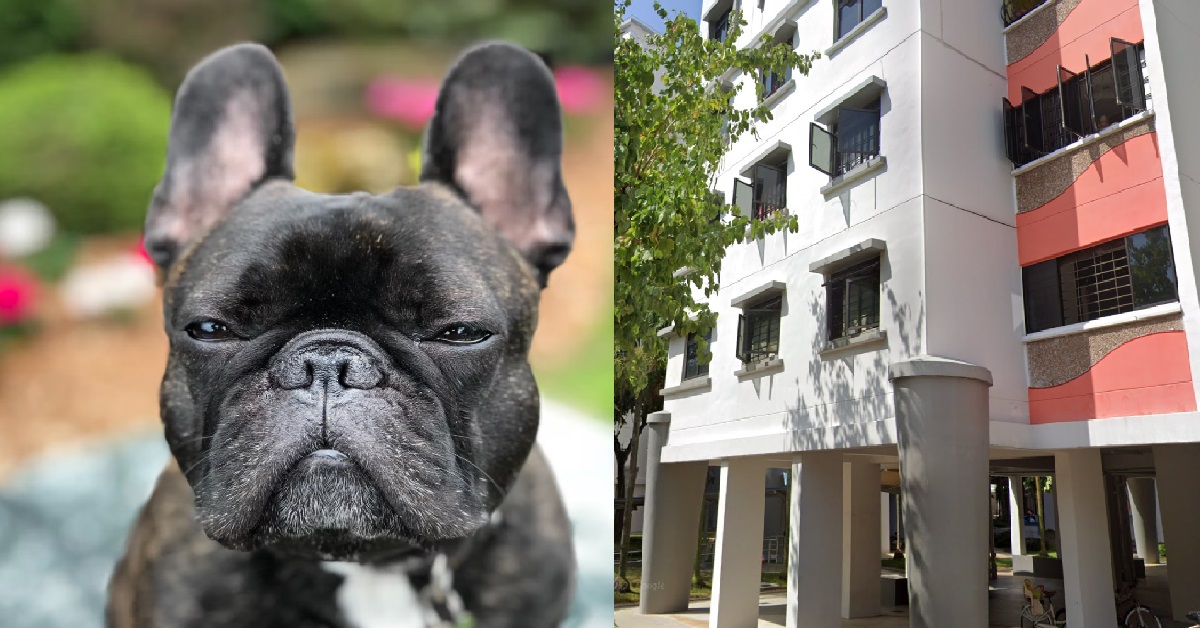 4 Y.O BOY ALLEGEDLY BITTEN AND CHASED BY BULLDOG @ SEMBAWANG