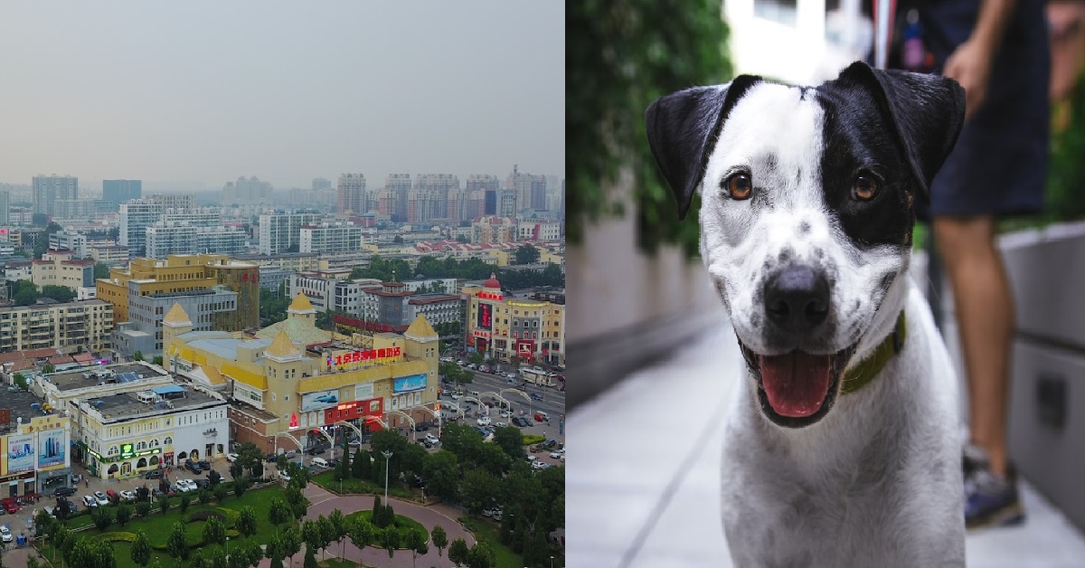 CHINA CITY ORDERED PETS OF COVID PATIENTS TO BE KILLED, APOLOGISES