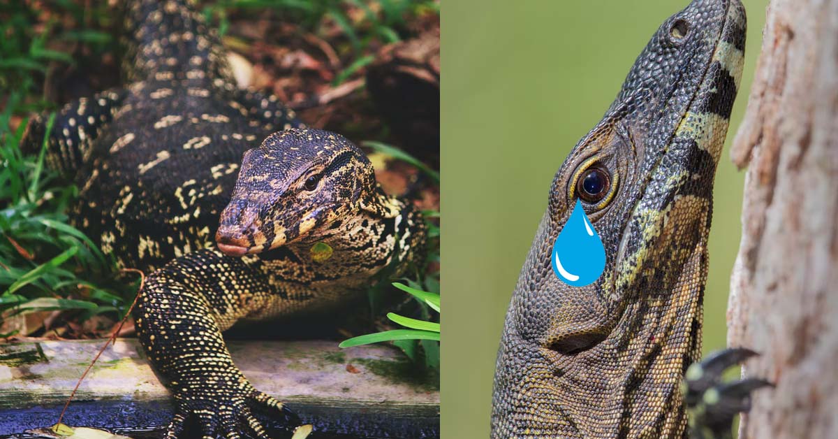 BENGAL MONITOR LIZARD GANG RAPE BY 4 MEN IN INDIA