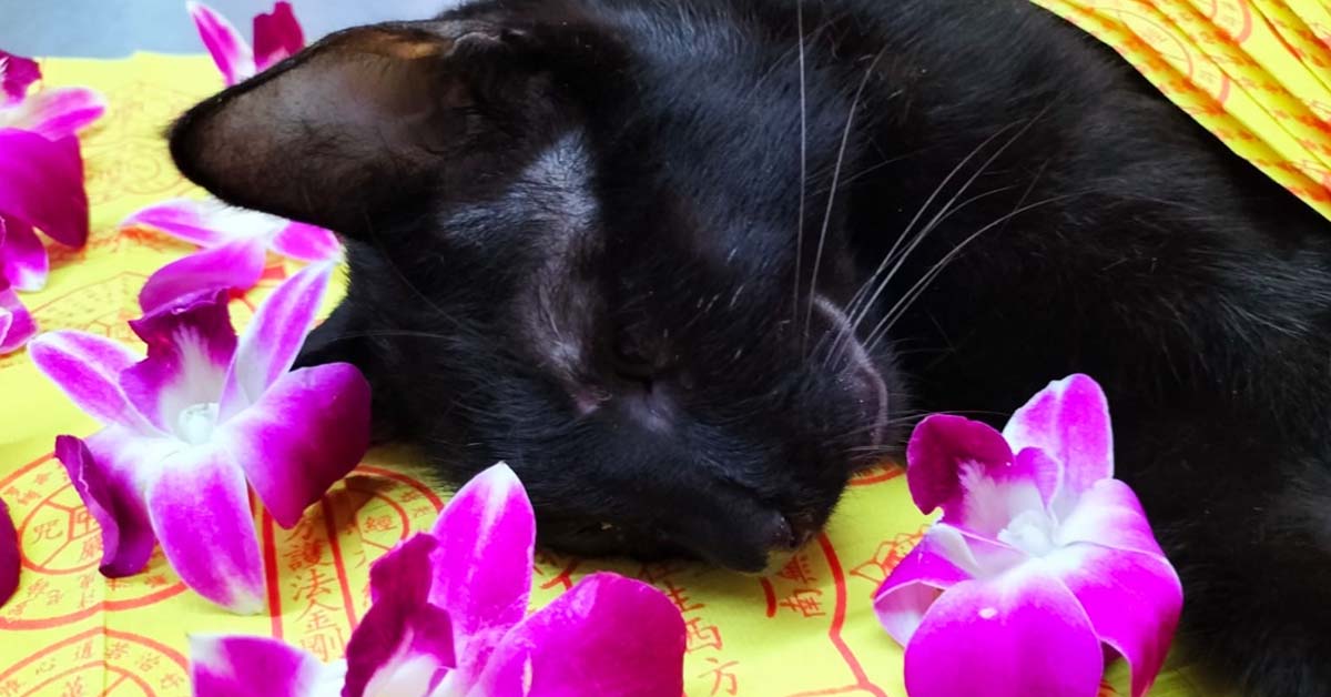 CAT DIES AFTER HIT AND RUN ACCIDENT IN SERANGOON GARDENS