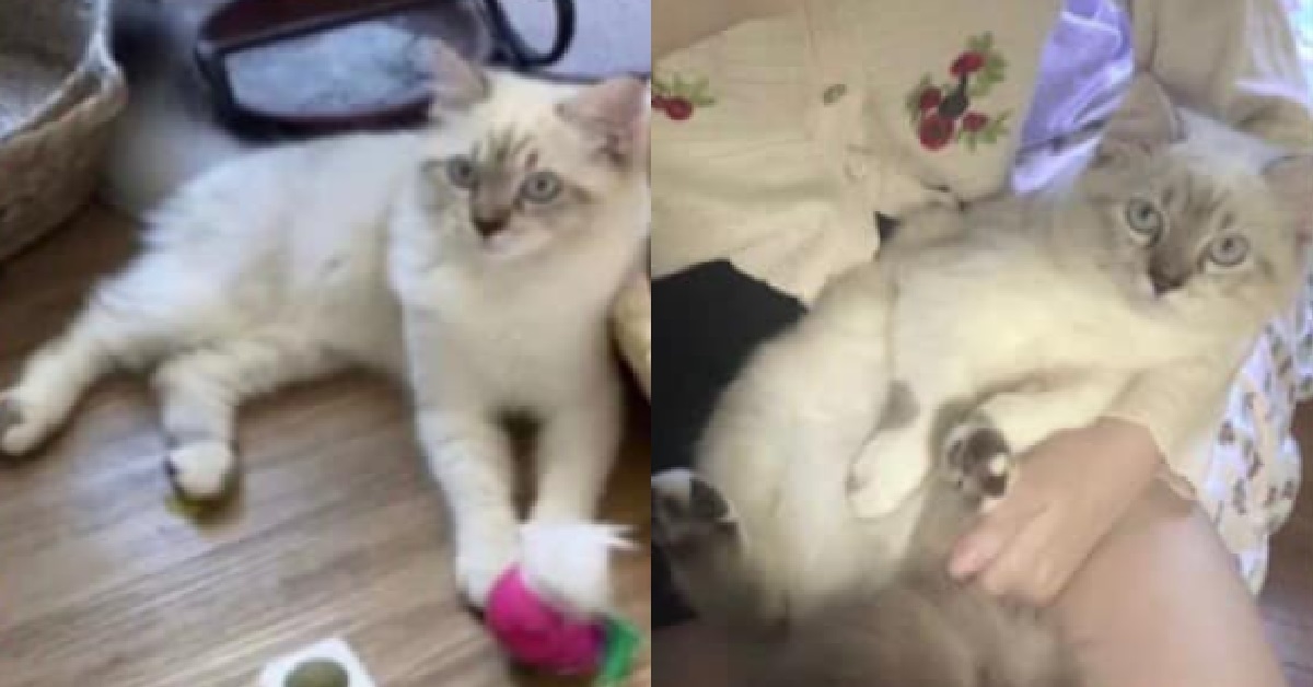 APPEAL FOR LOST CAT LAST SEEN AT PUNGGOL, CASH REWARD OF $3K