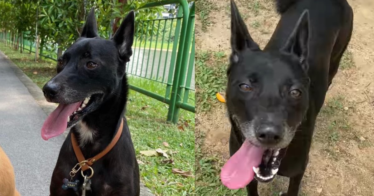 OWNER OF LOST DOG @ CHANGI AIRPORT GIVES UPDATE
