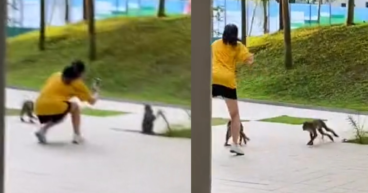 GIRL GETS CLOSE TO MONKEY TO TAKE VIDEO, THEN KENA ATTACKED BY IT