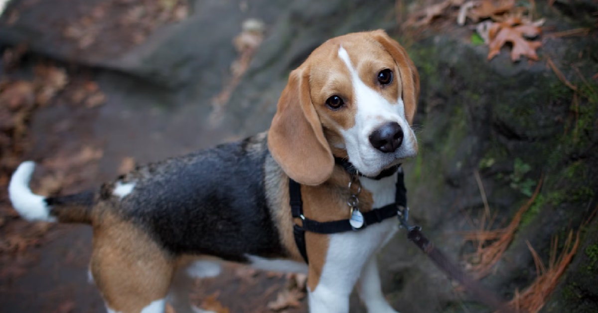 GUY’S WIFE WANTS TO SUE HIS SISTER, BECAUSE HER DOG BIT THEIR DAUGHTER