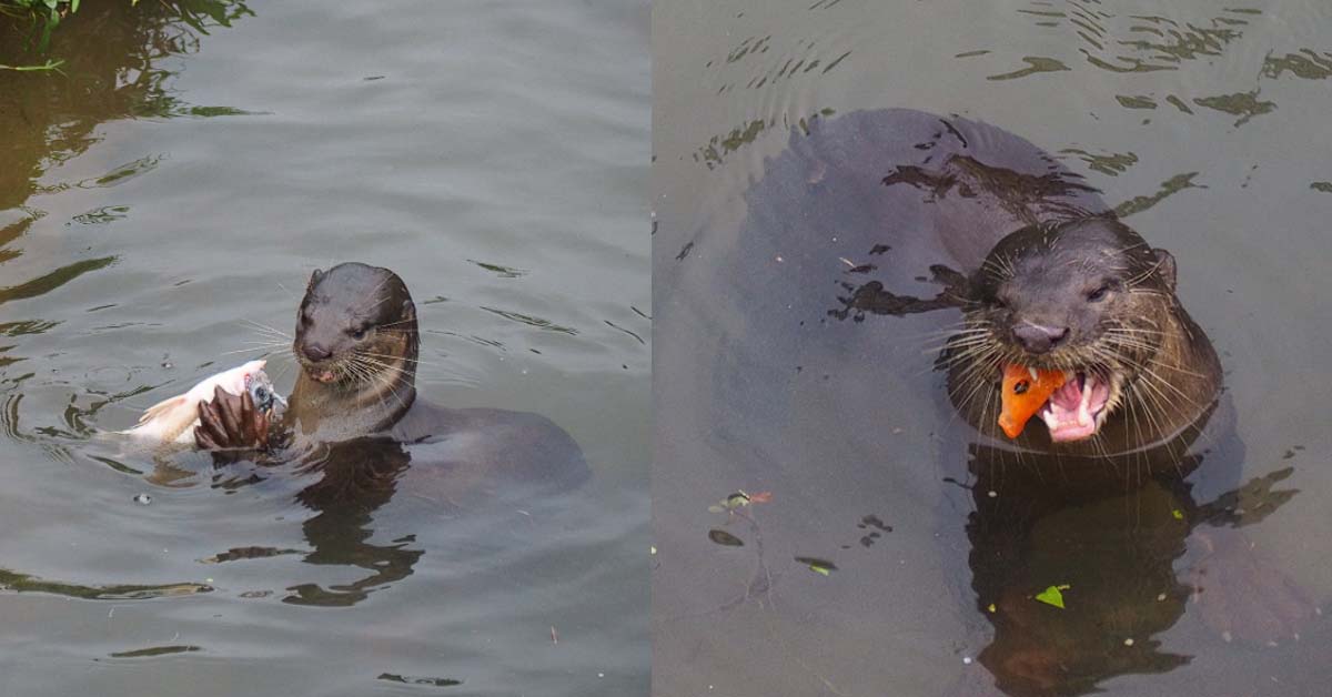 OTTERS SPOTTED HAVING DELICIOUS MEAL AT ULU PANDAN