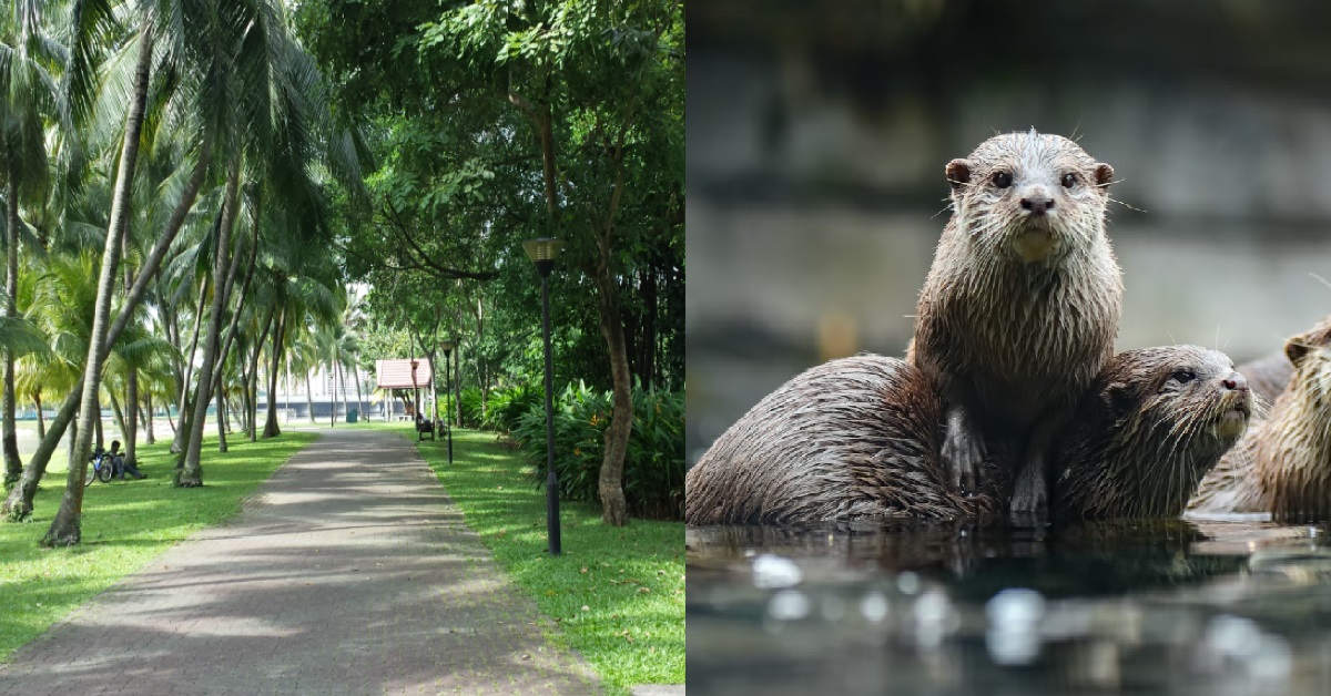 MAN FOLLOWED GROUP OF OTTERS TO TAKE VIDEO, THEN KENA BITTEN