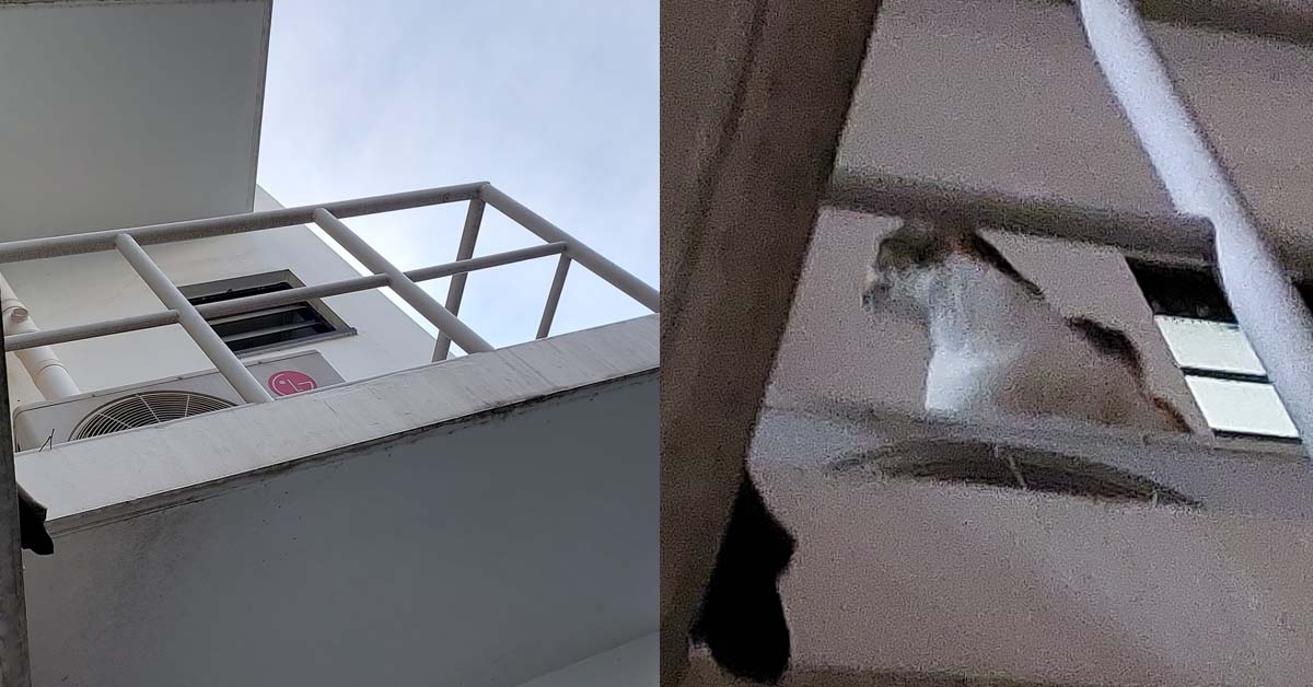 NEIGHBOUR LET CAT DEFACATE AT AIRCON LEDGE, THE SMELL IS UNBEARABLE