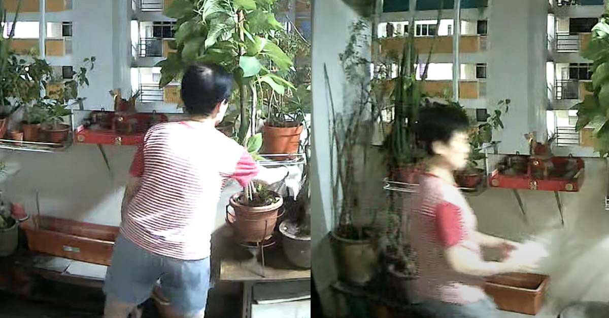 CRAZY NEIGHBOUR FROM HELL POURS ACIDS TO KILL PLANTS @ PETIR ROAD