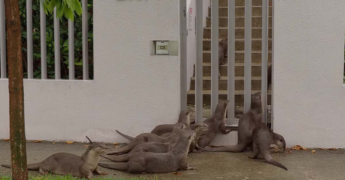 OVER 12 OTTERS TRYING TO BREAK INTO A CONDOMINIUMS ALONG ALEXANDRA RD