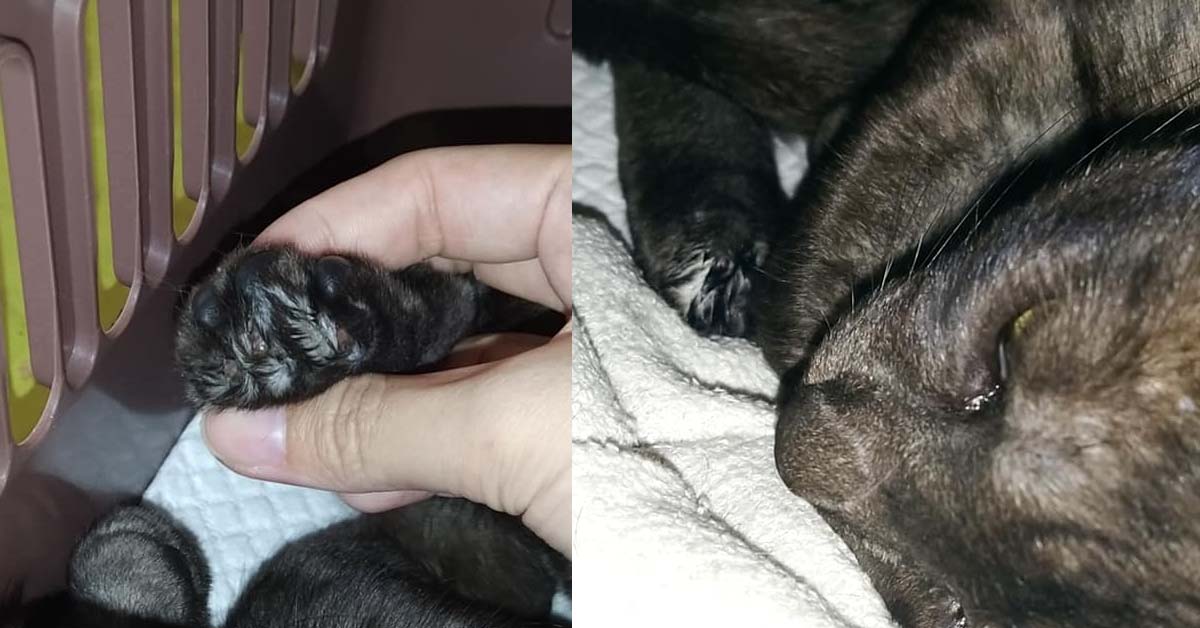 ANIMAL CRUELTY AT JURONG: CAT DECLAWED, TEETH BROKEN
