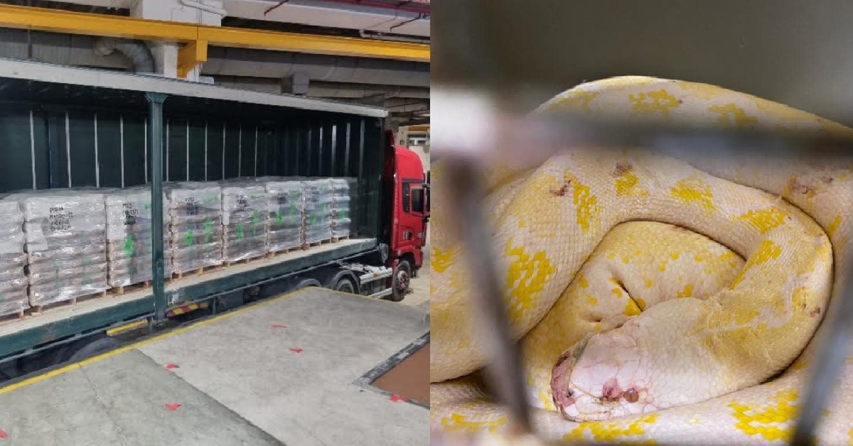 M’SIA LORRY CAUGHT BY ICA, SMUGGLING LIVE SNAKES THROUGH TUAS