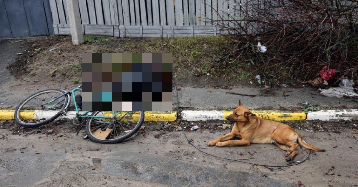 UKRAINE DOG REFUSES TO LEAVE OWNER WHO WAS KILLED BY RUSSIAN FORCES