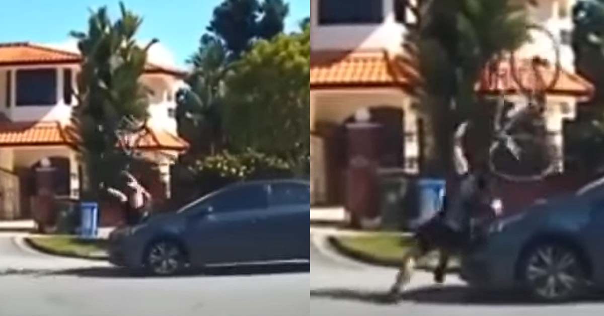 KING OF THE ROAD KANA BANG BY CAR AFTER FAILING TO STOP AT THE STOP LINE