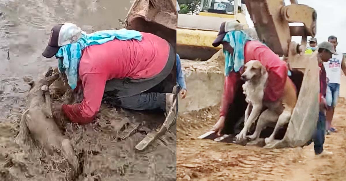 WORKERS SAVE DROWNING DOG IN ECUADOR WITH EXCAVATOR