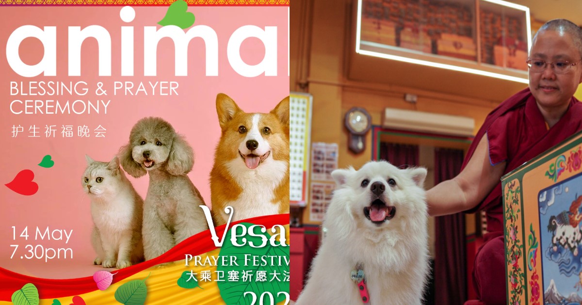 JALAN BESAR TEMPLE HOLDING EVENT TO BLESS PETS ON VESAK DAY EVE