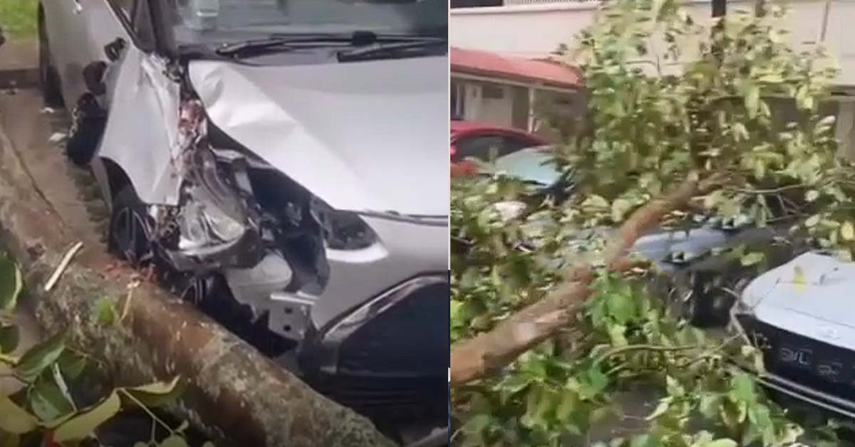 TREE FALLS IN RAINY WEATHER, DESTROYS TWO CARS AT YISHUN