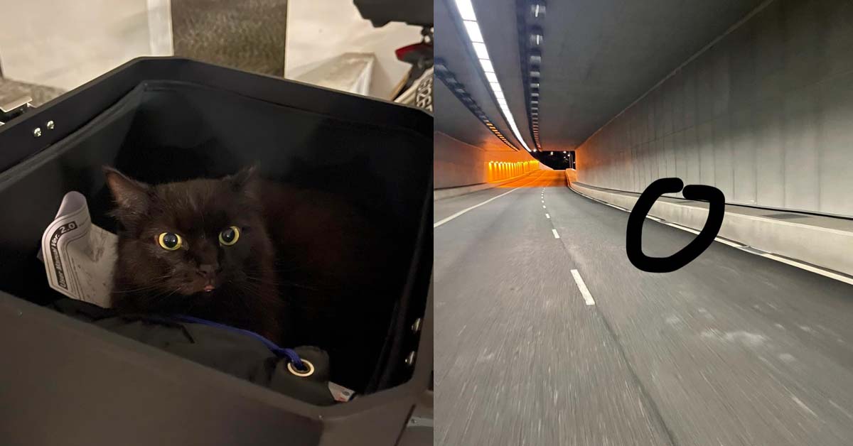 MAN RESCUES BLACK CAT FOUND IN BARTLEY UNDERPASS