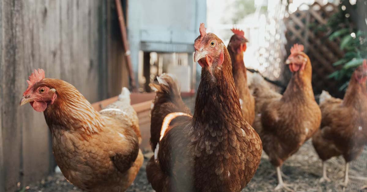 M’SIA NOW WANTS TO EXPORT CHICKEN OVERSEAS DUE TO OVERSUPPLY