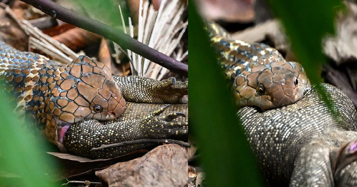 KING COBRA SEEN DEVOURING MONITOR LIZARD WHOLE @ BUKIT TIMAH