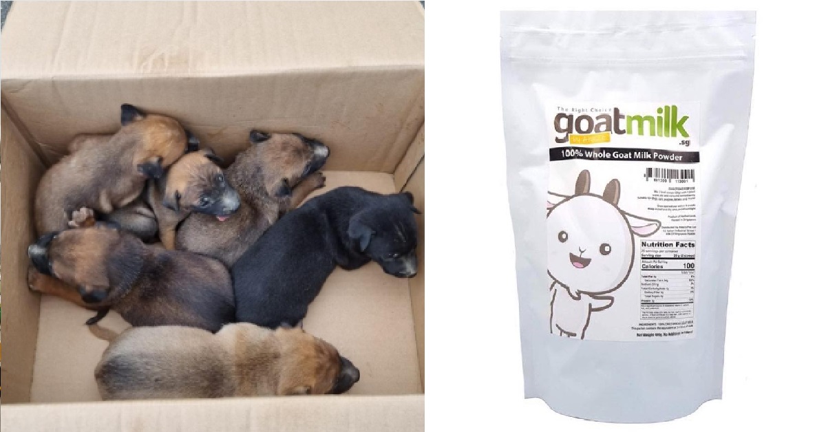 PUPPIES RESCUED BY WELFARE GROUP, APPEALING FOR MILK POWDER DONATIONS