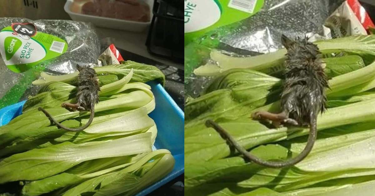 RAT FOUND IN VEGETABLE BOUGHT FROM GIANT HYPERMARKET IMM