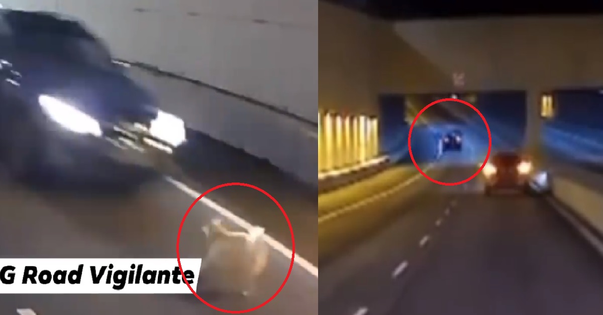 HIT & RUN DRIVER RAN OVER & MERCILESSLY KILLED DOG, FLEES THE SCENE