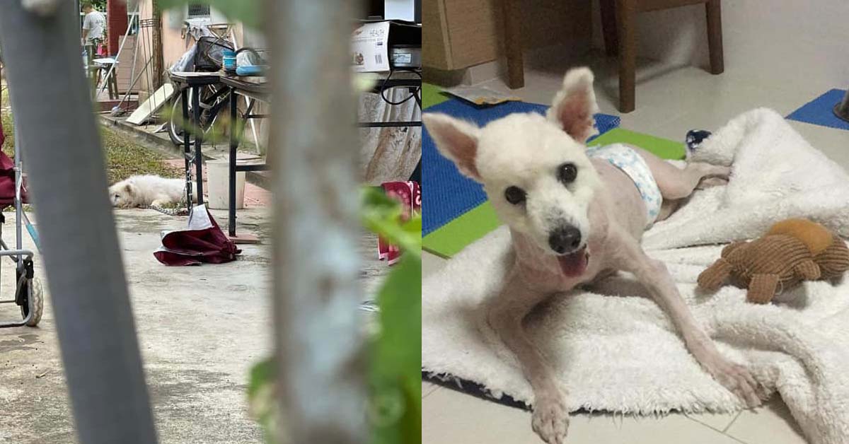 DOG CHAINED AND SLEEPS IN HIS OWN FECES, HOPES TO FIND HIM A NEW HOME