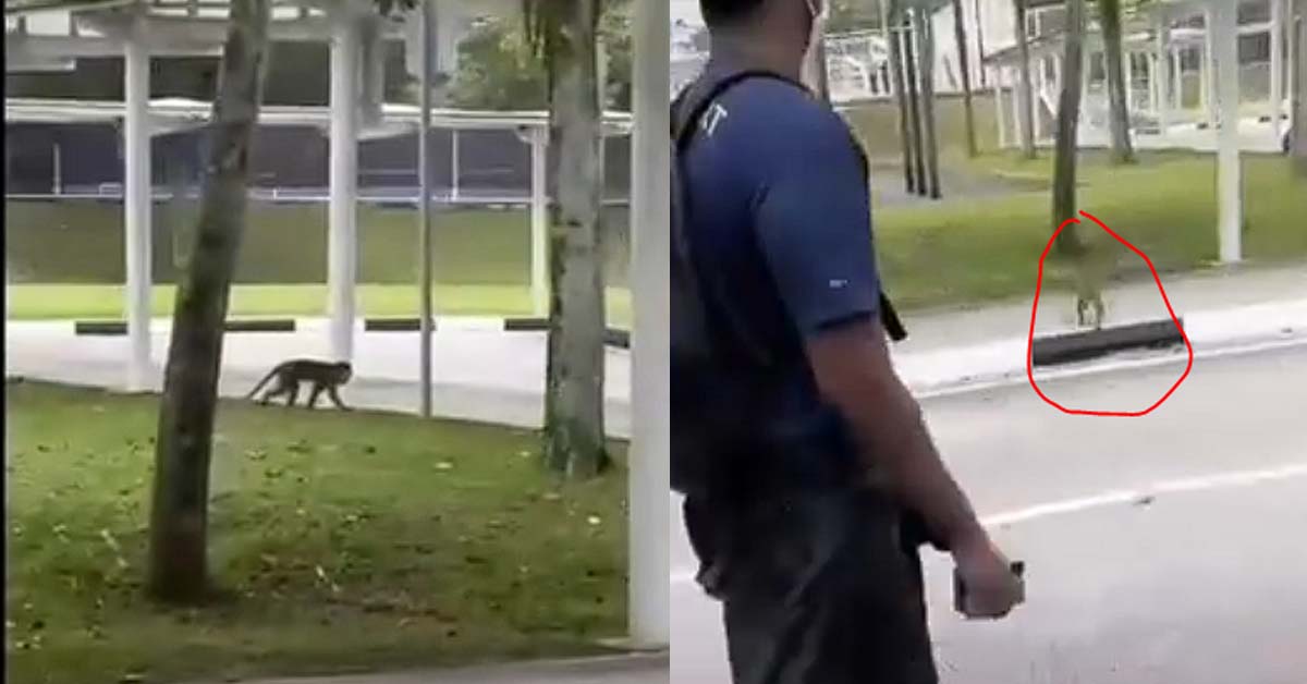 MONKEY CHARGES AT STUDENTS NEAR REPUBLIC POLY TO STEAL HER FOOD