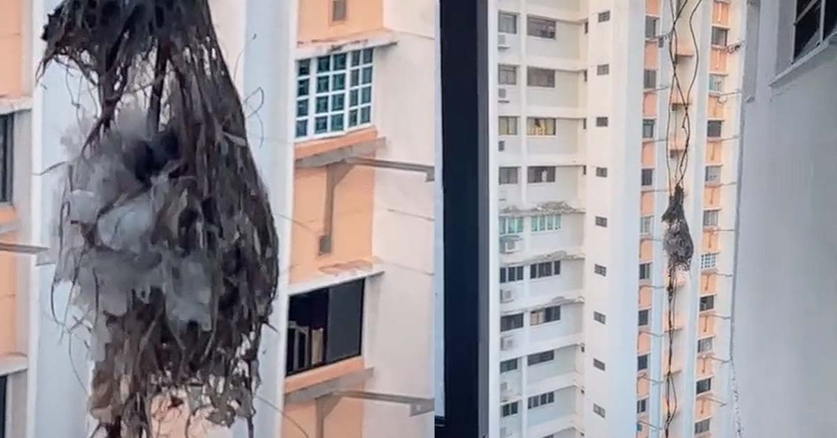 RESIDENT FINDS SUN BIRDS NEST OUTSIDE HDB WINDOW