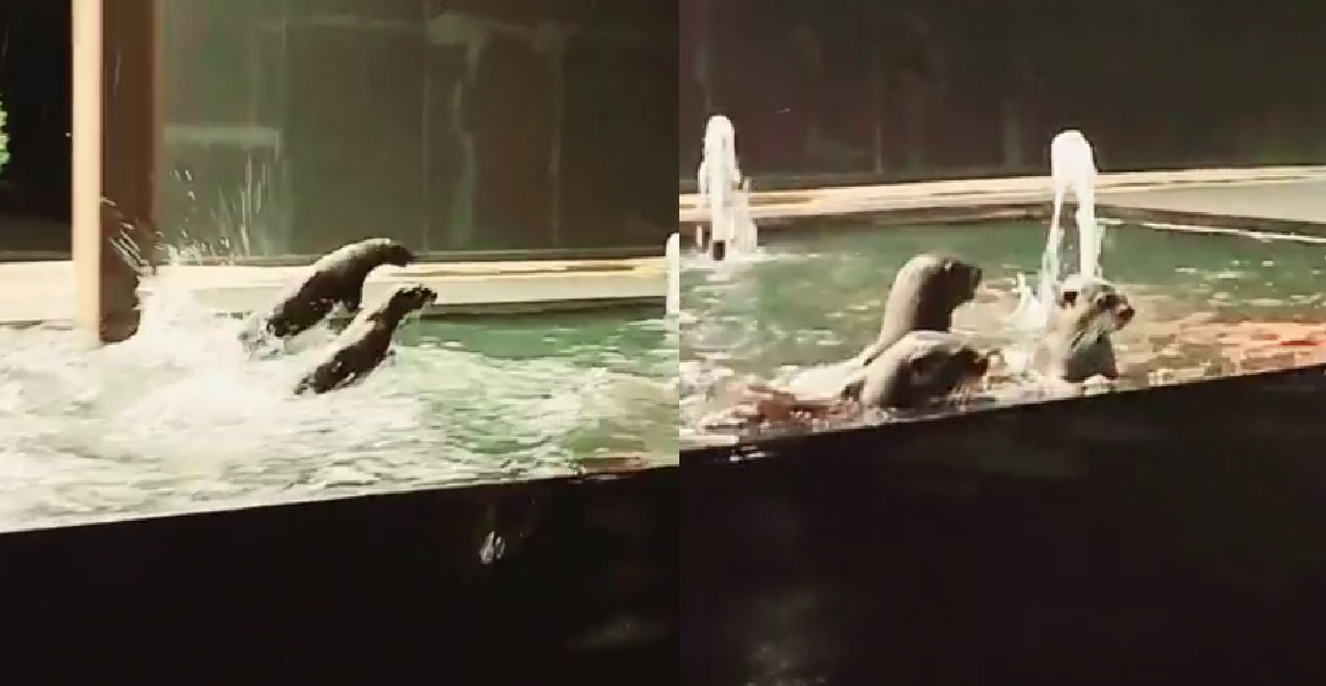 CUTE OTTERS ACTING AS DOLPHINS AT FOUNTAIN OF RIVER VALLEY SHOWFLAT