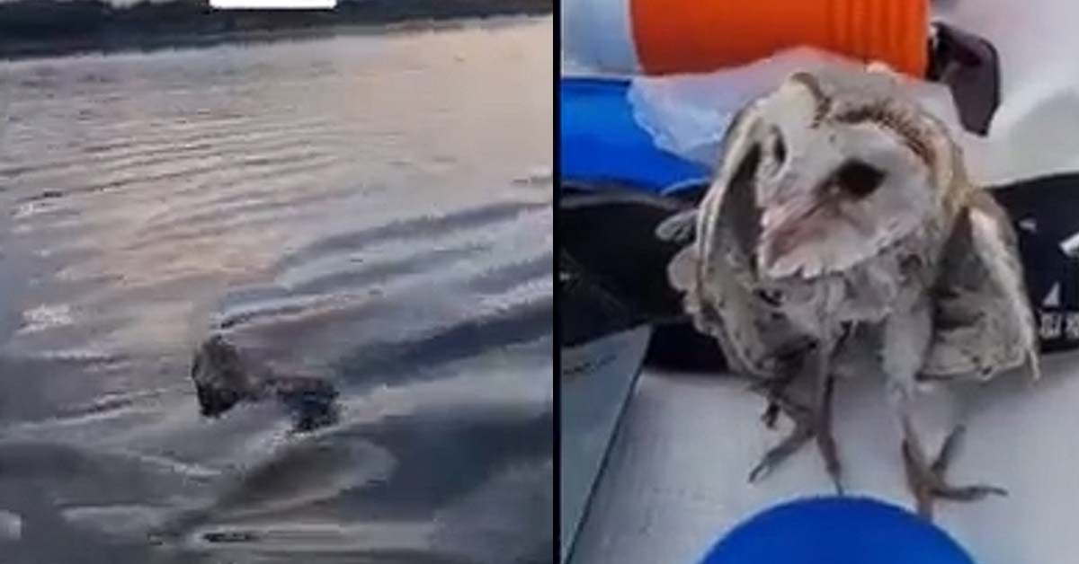 MAN SAVES OWL FROM MARINE CHANNEL, EARNING PRAISE FROM NETIZENS