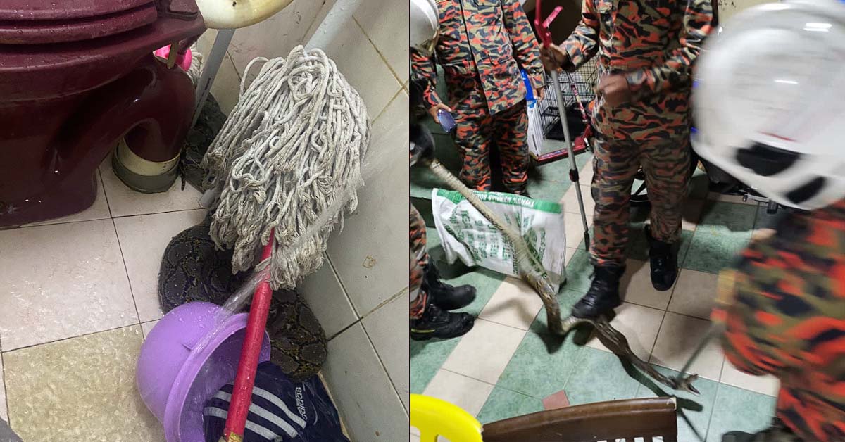 M’SIAN MAN BITTEN ON THE BUTT WHEN SITTING ON TOILET BOWL