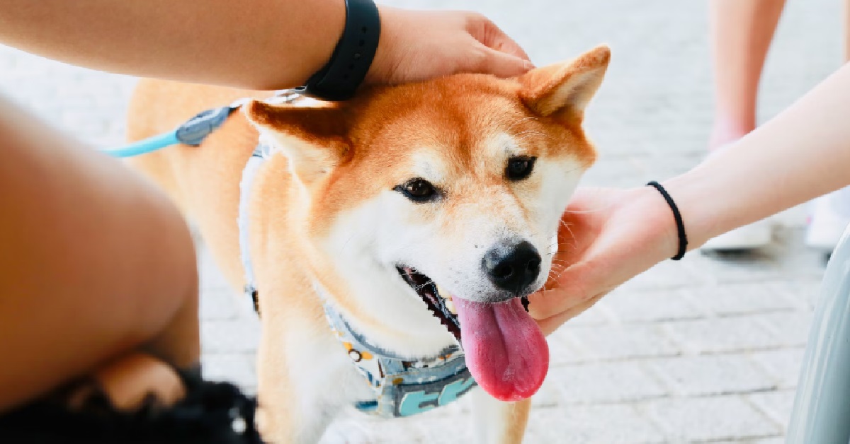GIRL HOOKED UP WITH GUY WHO PET & SCRATCH HER LIKE A DOG, NOW ADDICTED