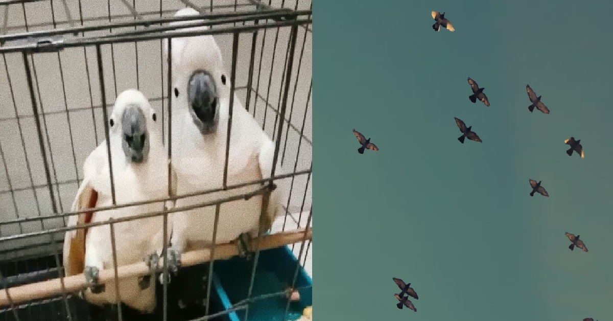 SPCA – MERCY RELEASE OF PIGEONS CAUSES MORE HARM THAN GOOD