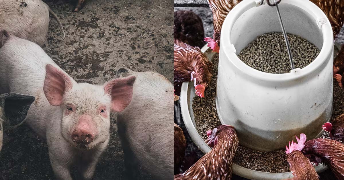 HUSBAND TOLD PARENTS HIS WIFE COOK FOOD LIKE GIVE PIGS EAT ONE