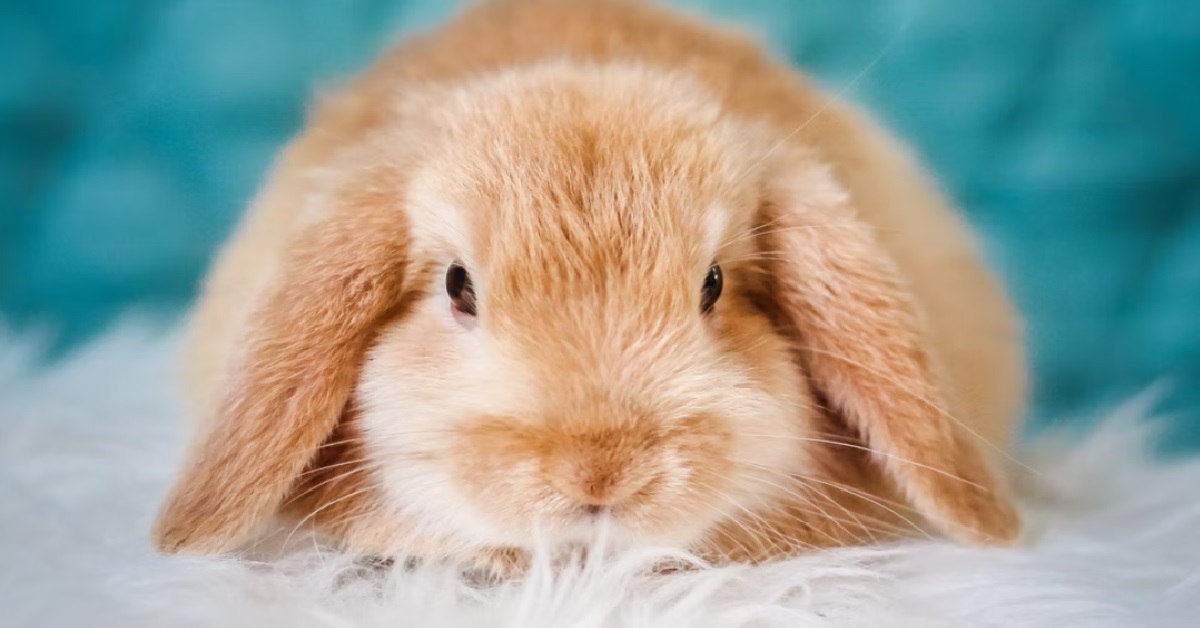 MAN SAYS HIS WIFE’S RABBIT THINKS SHE IS ITS MATE, RUINING THEIR MARRIAGE