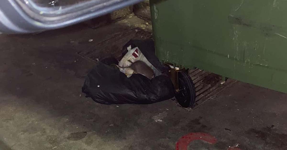 RAT FAMILY THRIVING AT PASIR RIS, NETIZENS URGED QUICK ACTIONS