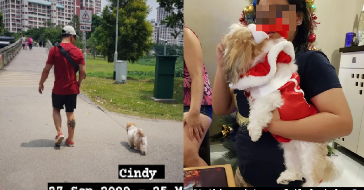 DEAD PET SHIH TZU’S BODY FOUND THROWN INSIDE RUBBISH COMPACTOR