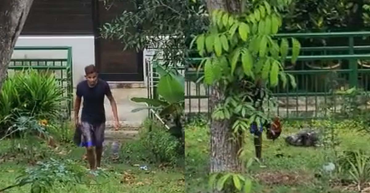 SLIPPER MAN KICKS CHICKENS AND THROWS HIS SLIPPERS @ HOUGANG