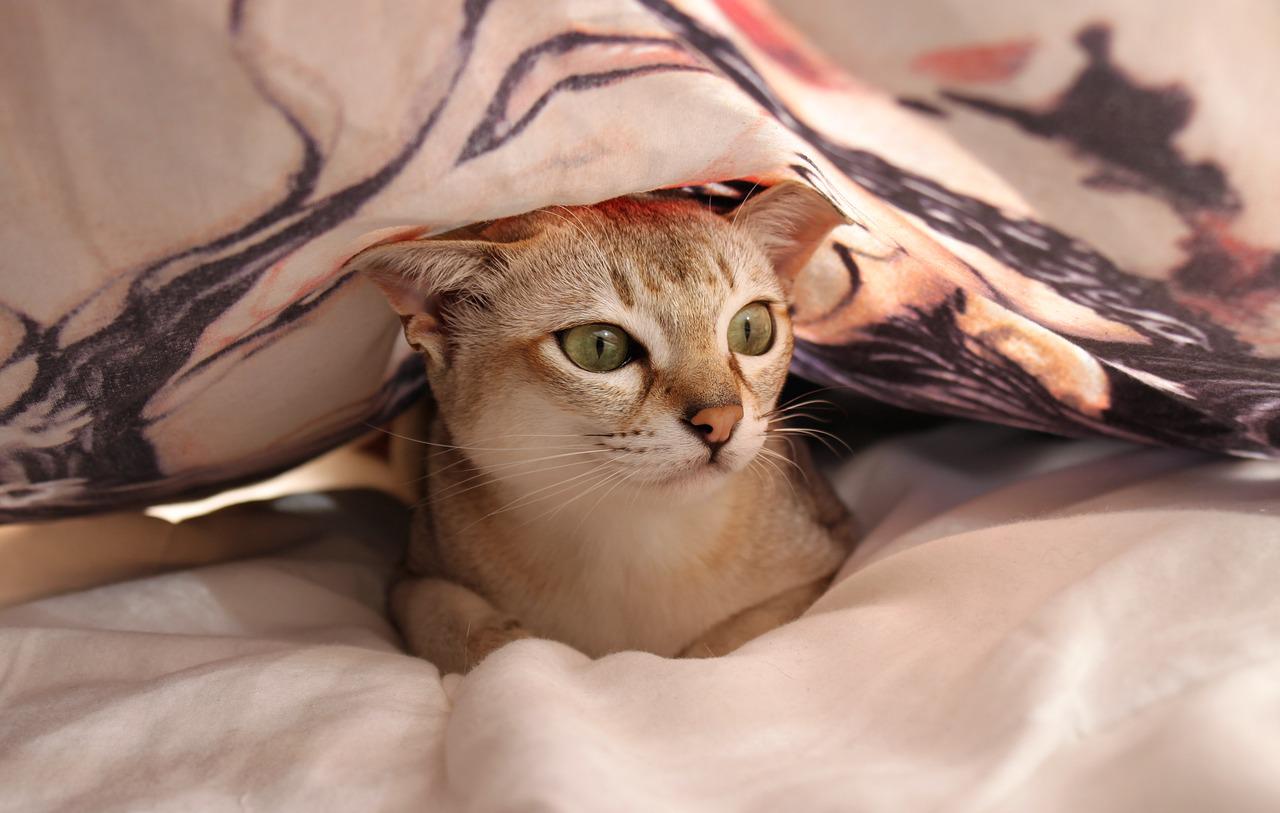 OCD GF INSIST TO IRON BEDSHEETS, QUARRELS WITH BF