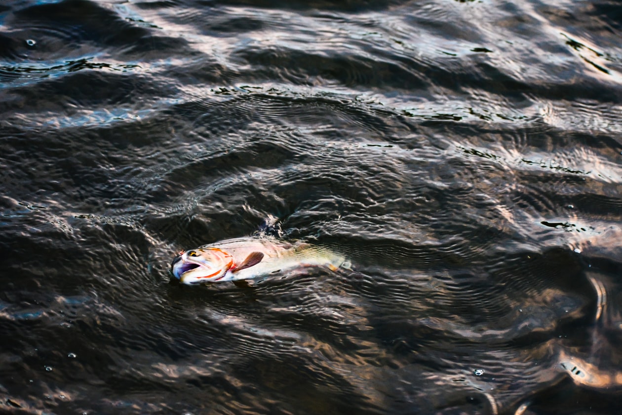 GIRL LAYS AS DEAD FISH THINKING IT WILL REJECT A MAN’S ADVANCES