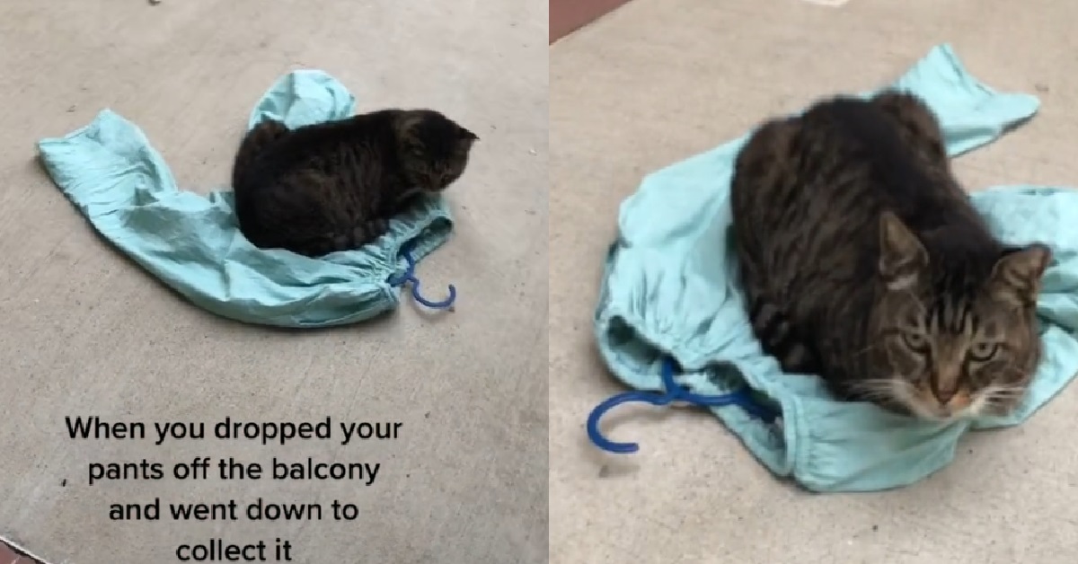 CUTE LITTLE STRAY CAT USES FALLEN PANTS FROM HDB UNIT AS ITS BED