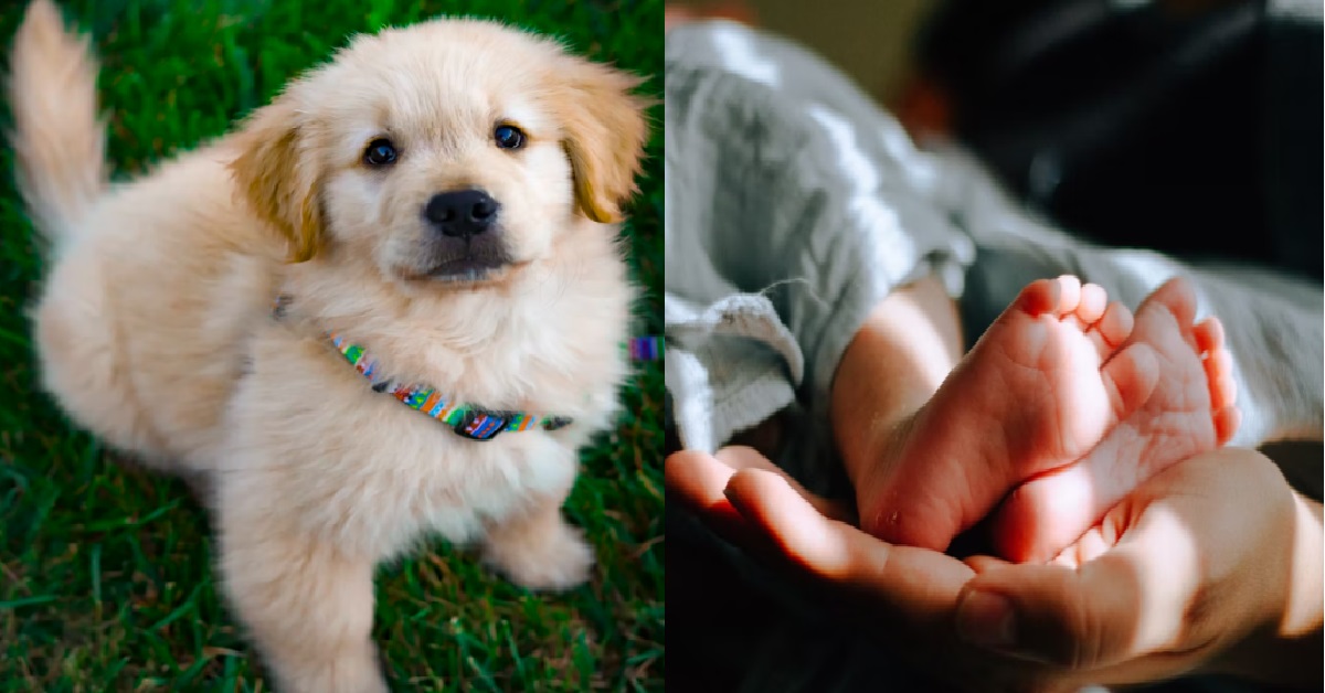 BOYFRIEND CAN’T EVEN HANDLE PUPPY, WANT TO HAVE CHILDREN WITH GF