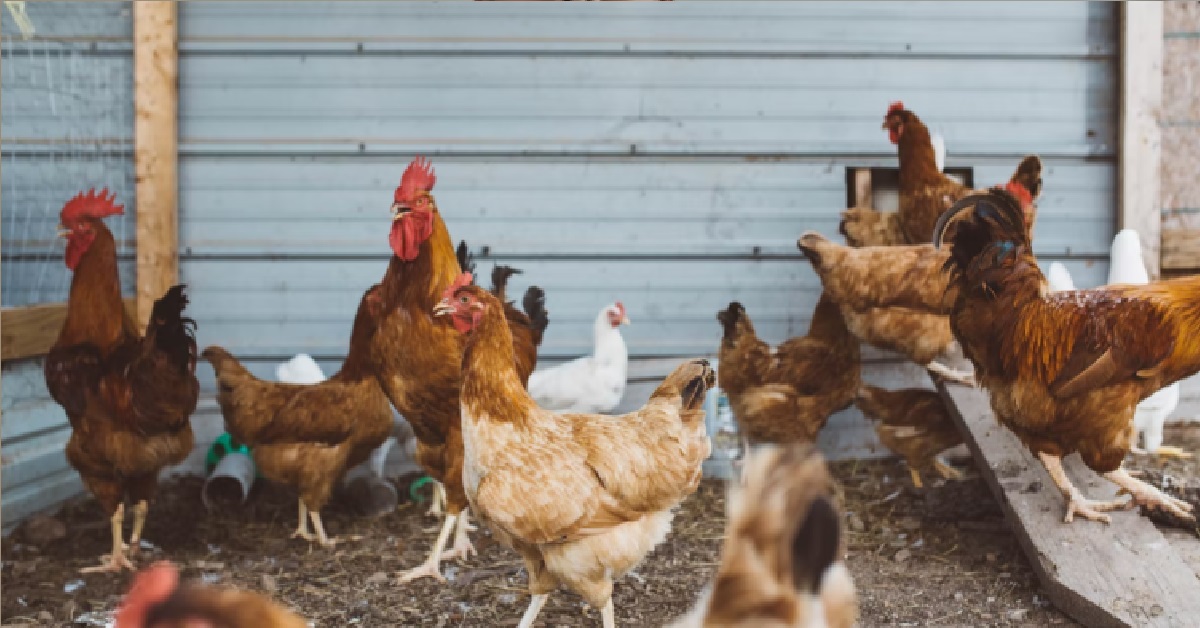 M’SIA – THOSE WHO BREACH CHICKEN EXPORT BAN WILL BE JAILED, FINED