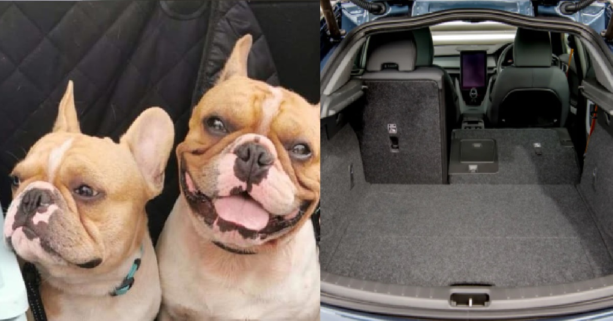 DOG TRAINER LEFT DOGS IN CAR BOOT TO USE SOCIAL MEDIA, DOGS DIED