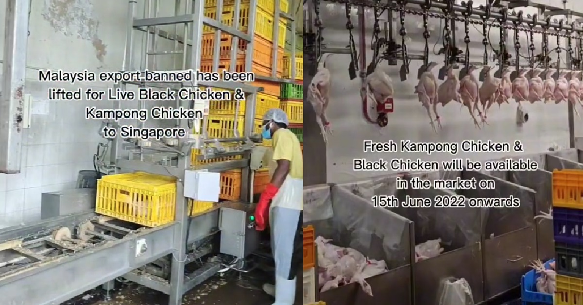 M’SIA’S BAN ON KAMPUNG & BLACK CHICKENS TO S’PORE LIFTED