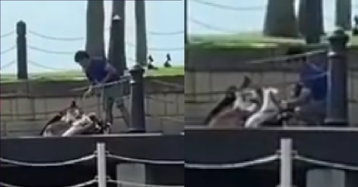 MAN ALLEGEDLY MISTREATING DOGS @ SENTOSA, LIFTING DOGS BY THE NECK