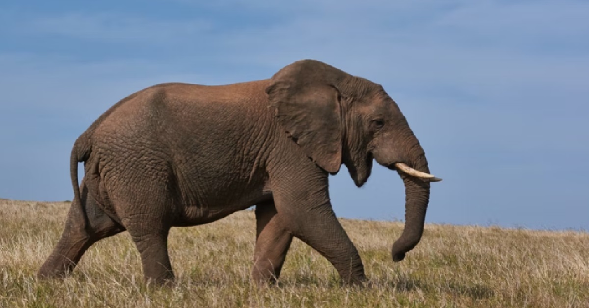 ELEPHANT TRAMPLED WOMAN TO DEATH, THEN TRAMPLED ON HER BODY AGAIN @ FUNERAL