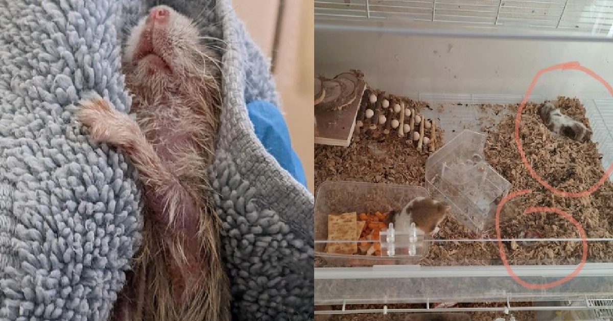 HEARTLESS PET OWNER LEFT HAMSTERS @ CORRIDOR NO CARE, NOW DEAD & ROTTING