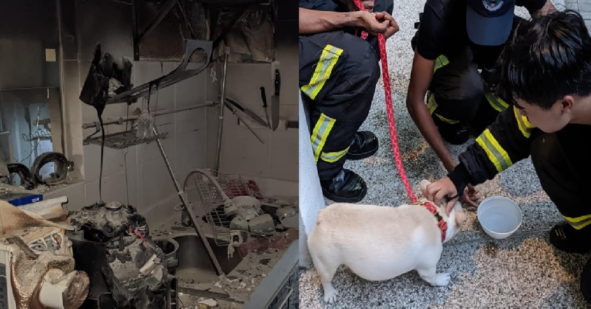 FIRE BROKE OUT AT COMPASSVALE BOW, DOG RESCUED BY SCDF OFFICERS